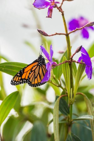 Epcot International Flower And Garden Festival