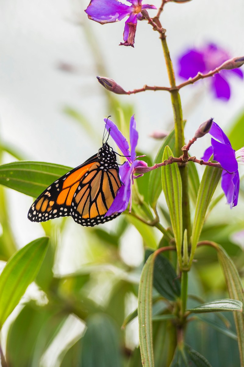 Epcot International Flower And Garden Festival